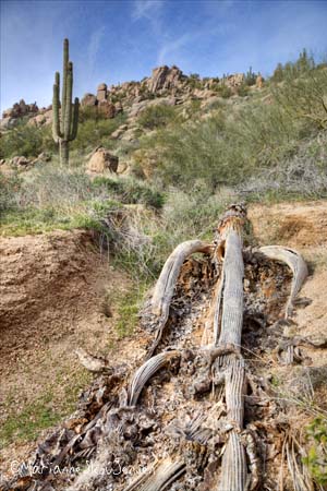 Giant Saguaro - Sentinels of the Sonoran Desert