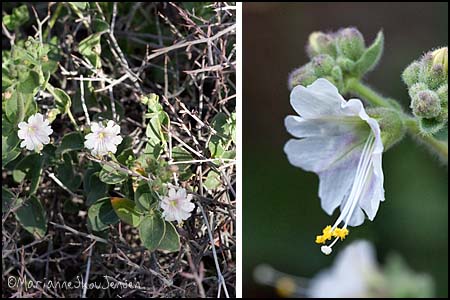 Desert Wishbone Bush