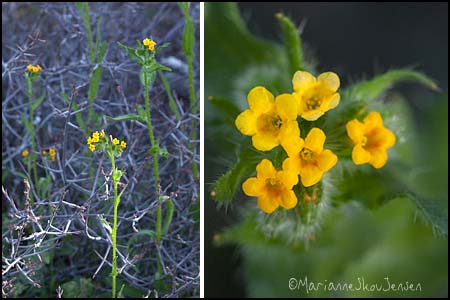 Common Fiddleneck