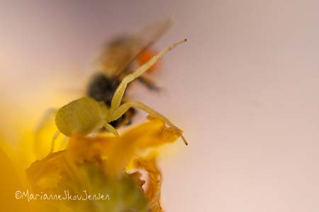 Crab spider slurping on a Honey Bee