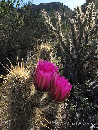 Hedgehog cactus are starting to bloom