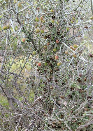 Metelea parvifolia - a milkweed vine 