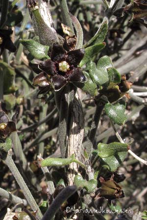 Flower of Matelea parvifolia appears almost black