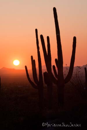 Sunset at Saguaro National Monument