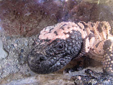 Gila Monster in the new "Life on the Rocks" exhibit