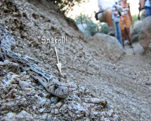 Gopher snake and hikers - who has right of way? Guess :-)