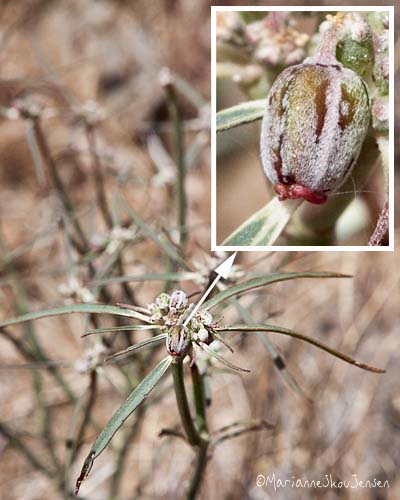 Desert Poinsettia/Beetle Spurge