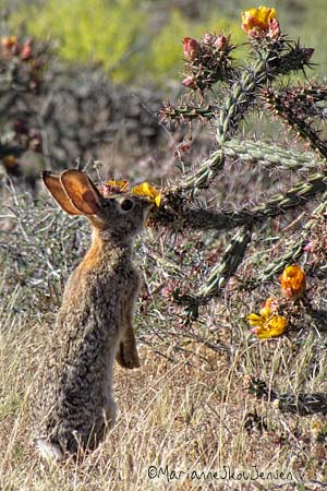 Desert Cottontail eating a Buckhorn Cholla bloom