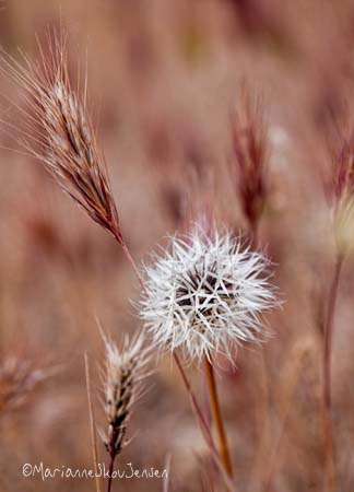 Silver Puff with Red Brome (an invasive grass)