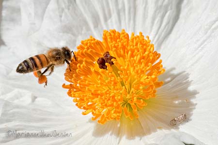 Honey Bee on Southwest Prickly Poppy 