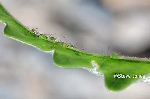 Aphids producing secretions on the underside of Mentzelia leaves. (enhanced color)