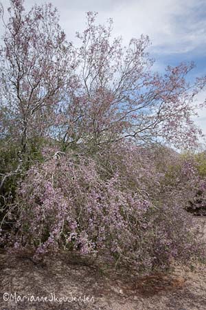 Ironwood tree branches are heavy with blooms