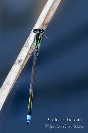 I would not have noticed the tiny Damselflies if I were by myself