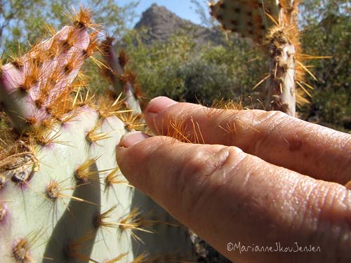 I was shoveling a little too close to this Prickly Pear and brushed my hand as I drew back.