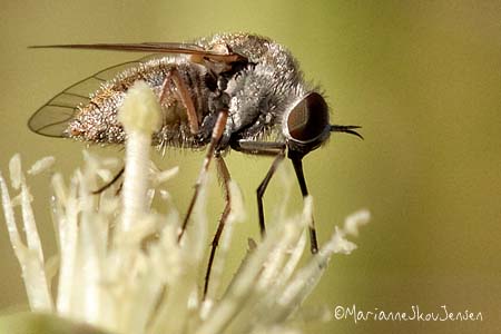 Flower Fly. What is it about bug eyes! I can't get enough :-)