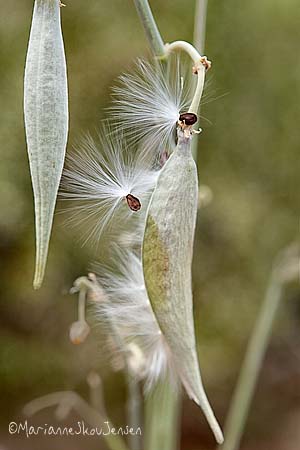 Asclepias subulata seeds fly off 