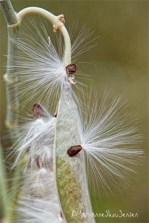 Desert Milkweed seed pod