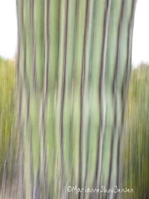 Saguaro cactus and Creosote bushes