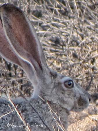 cropped section shows a hare looks different than a rabbit