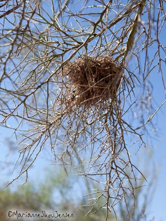 Verdins prefer to nest in Palo Verde. The nest is size of small fist. 