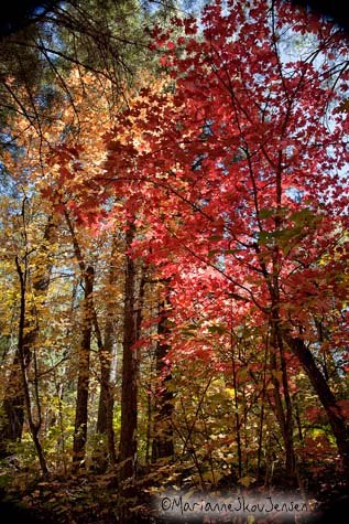 West Fork Trail in Oak Creek Canyon, Sedona