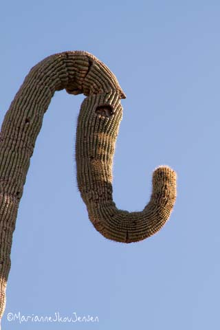 elephant saguaro