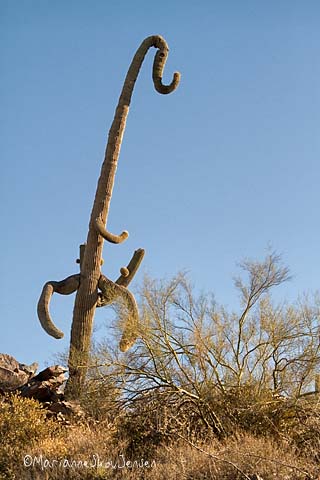 elephant saguaro