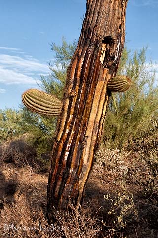 frost damage on saguaro