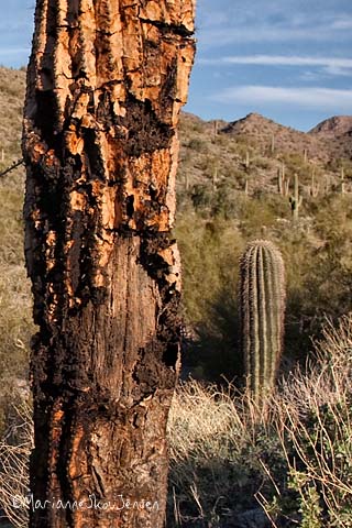 decaying saguaro