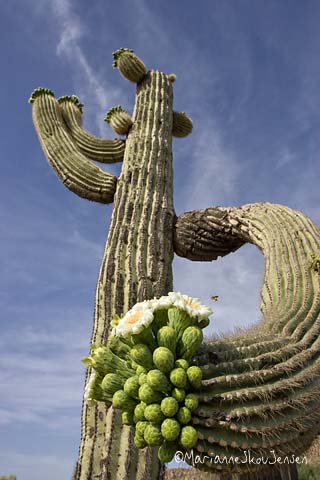 saguaro blooms at eye level