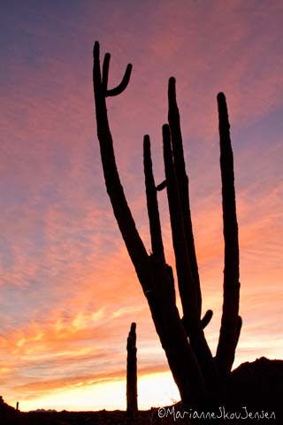 saguaro sunrise
