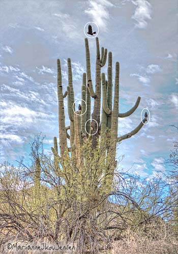 harris hawks on saguaro