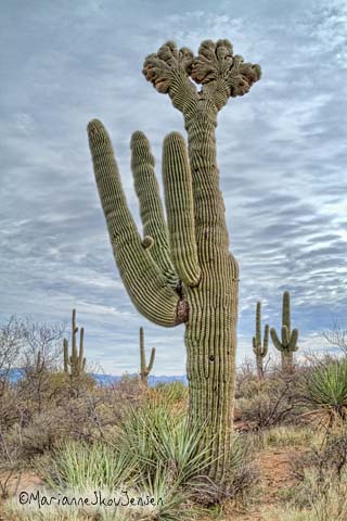 double crested saguaro