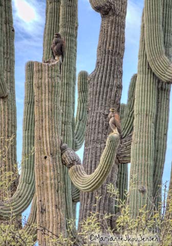 harris hawks on saguaro