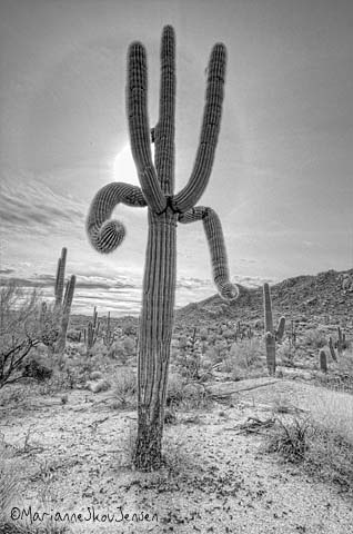 saguaro gunslinger