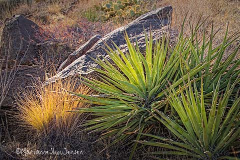 yucca and grasses