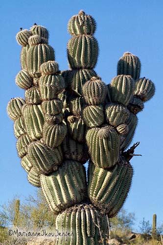 michelin man saguaro