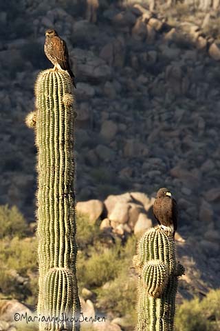 harris' hawks