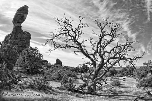 Arches National Park Tree