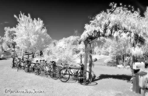 infrared bikes and wisteria