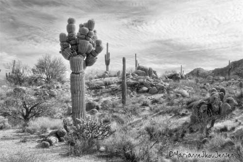black and white desert scene