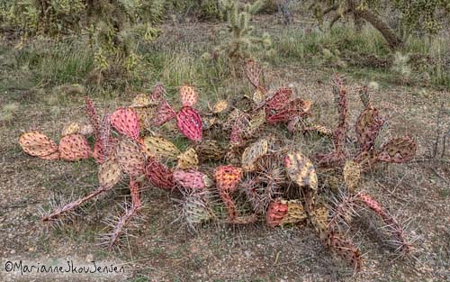 dehydrated prickly pear cactus