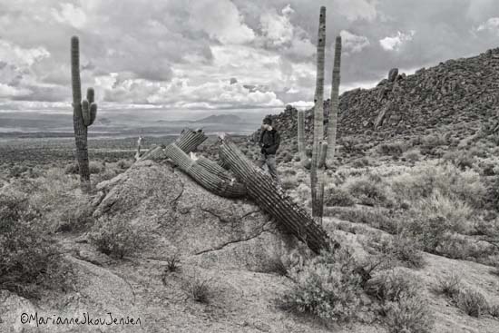fallen saguaro cactus
