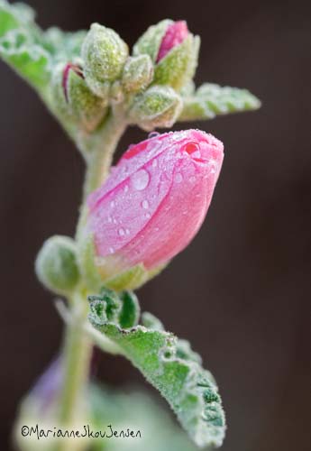 macro shot of pink globe mallow