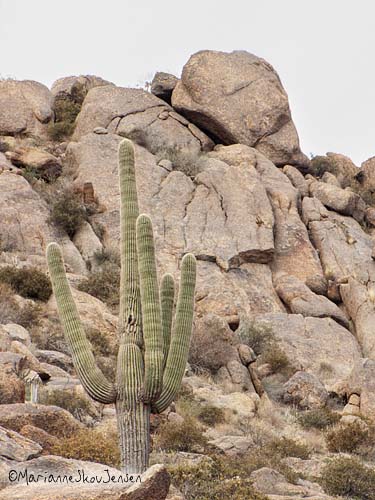 boulder face and saguaro