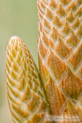 Aloe Bud close up