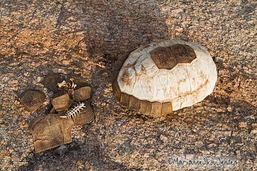 tortoise skeleton
