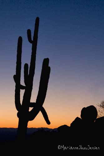 saguaro sunrise