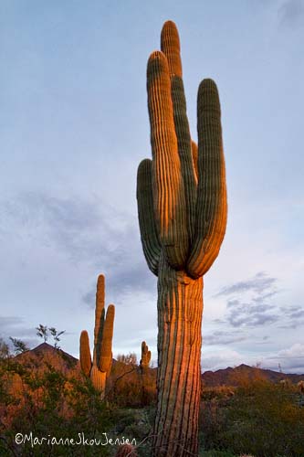 saguaro sunset