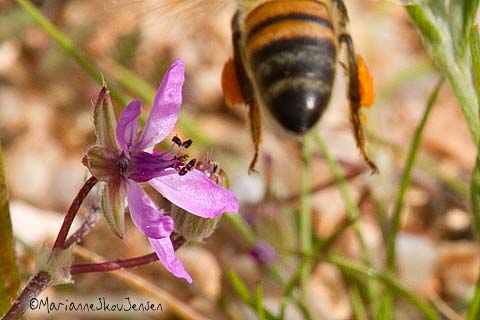 bee on fillaree bloom